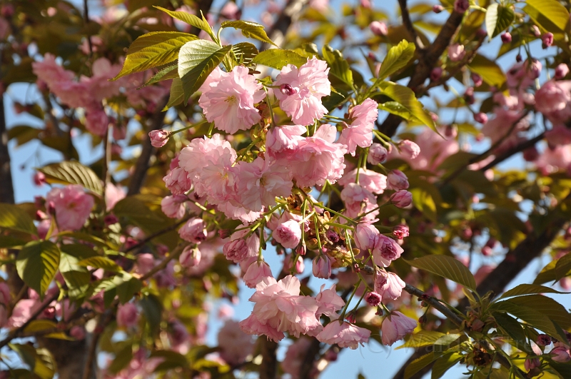 Kwanzan Cherry Tree 2009 03.jpg